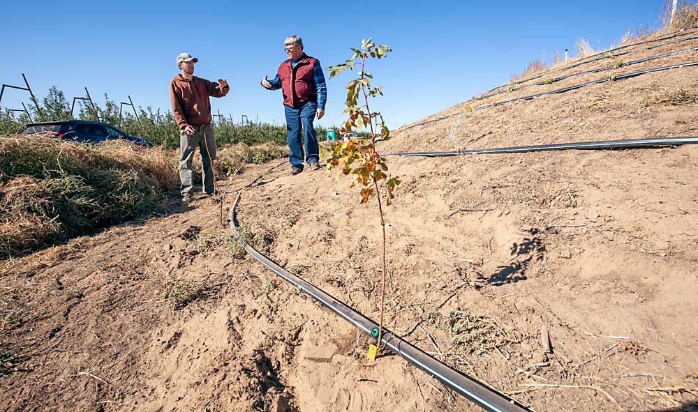 Jamie Baird, left, and Mike Robinson talk about a new planting of bee-friendly habitat next to orchards near Royal City. The Xerces Society donated the plants and irrigation supplies, while the farm planted them. (TJ Mullinax/Good Fruit Grower)