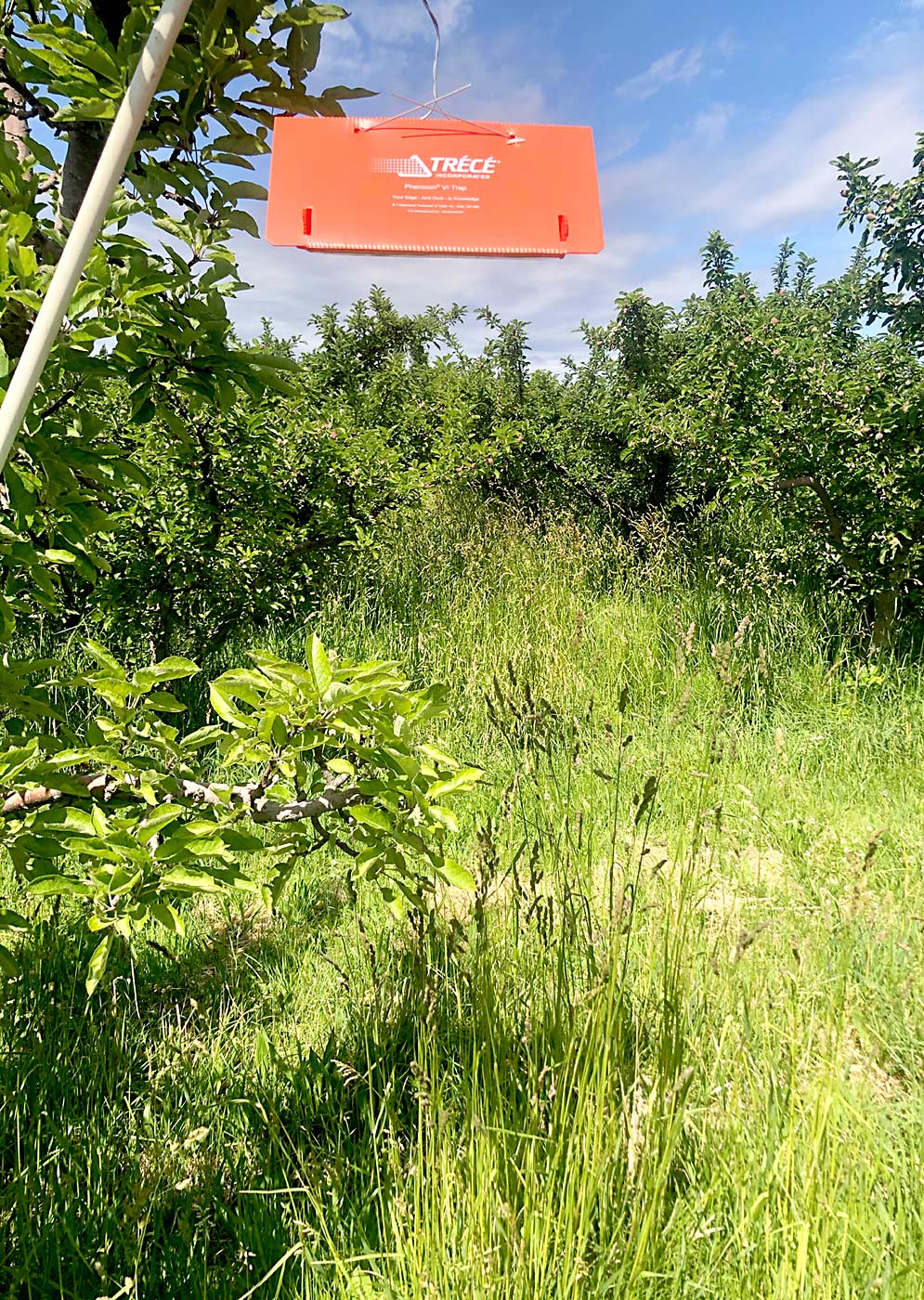 An orange delta trap baited with a new, non-pheromone codling moth lure hangs in an organic orchard with significant weed growth in 2021. The 4K lure offers growers a new tool to track codling moth density and population dynamics in mating-disrupted orchards, but studies in 2021 found that the presence of dense weeds can reduce its effectiveness, likely due to competing plant volatiles. (Courtesy Alan Knight)