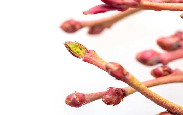 A blueberry bud is split in half in February, showing undamaged tissue and flower initials following winter weather in Prosser, Washington. To help estimate bud mortality, Washington State University Extension recommends growers select 100 canes from a single blueberry block, slice the top two buds on each cane — which are the least cold-hardy because they are the most advanced — and count how many initials are either alive or dead. (TJ Mullinax/Good Fruit Grower)