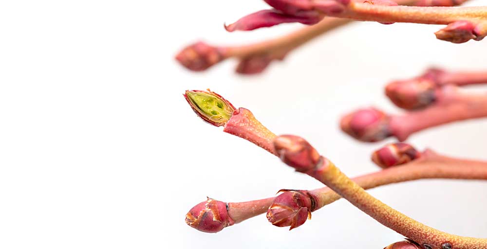 A blueberry bud is split in half in February, showing undamaged tissue and flower initials following winter weather in Prosser, Washington. To help estimate bud mortality, Washington State University Extension recommends growers select 100 canes from a single blueberry block, slice the top two buds on each cane — which are the least cold-hardy because they are the most advanced — and count how many initials are either alive or dead. (TJ Mullinax/Good Fruit Grower)