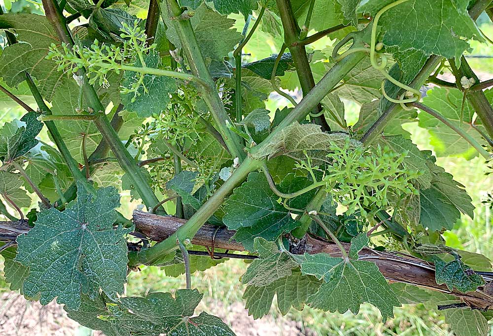 A close-up of the vineyard canopy after a leaf removal machine passed. The flowers are not damaged, and there are no leaves covering the grape clusters. (Courtesy Josh Vander Weide/Michigan State University)