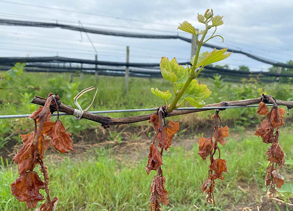 A freeze-damaged Chardonnay vine in Lodi, New York.  The May freeze damaged grapes and apples in the Finger Lakes region, as well as fruit in other parts of New York.  (Courtesy of Jason Londo/Cornell University)