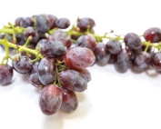 Jupiter grape variety the Washington State Viticulture Field Day in Prosser, Washington on August 13, 2015. (TJ Mullinax/Good Fruit Grower)
