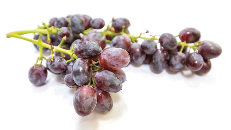 Jupiter grape variety the Washington State Viticulture Field Day in Prosser, Washington on August 13, 2015. (TJ Mullinax/Good Fruit Grower)