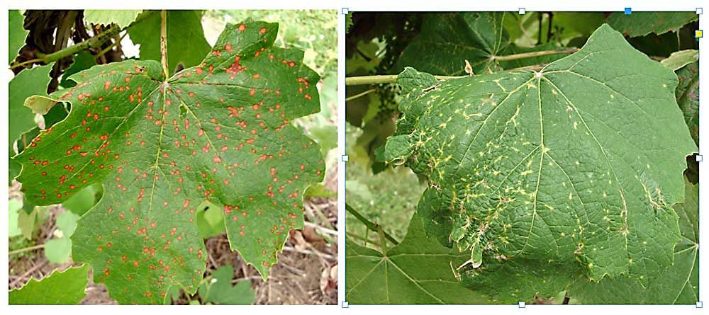 Black rot lesions (left) and Phomopsis leaf spots (right) indicate disease pressure and require attention. (Photos courtesy Annemiek Schilder)
