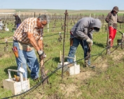 Raul Rodriguez, left, works to graft a grapevine in a block where a grower is switching varieties south of Kennewick, Washington, in April 2018. (Shannon Dininny/Good Fruit Grower)