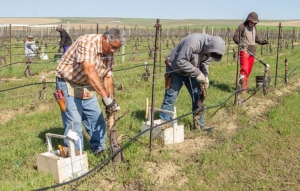 Raul Rodriguez, left, works to graft a grapevine in a block where a grower is switching varieties south of Kennewick, Washington, in April 2018. (Shannon Dininny/Good Fruit Grower)