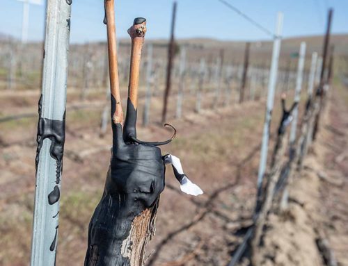 More grape growers going grafting