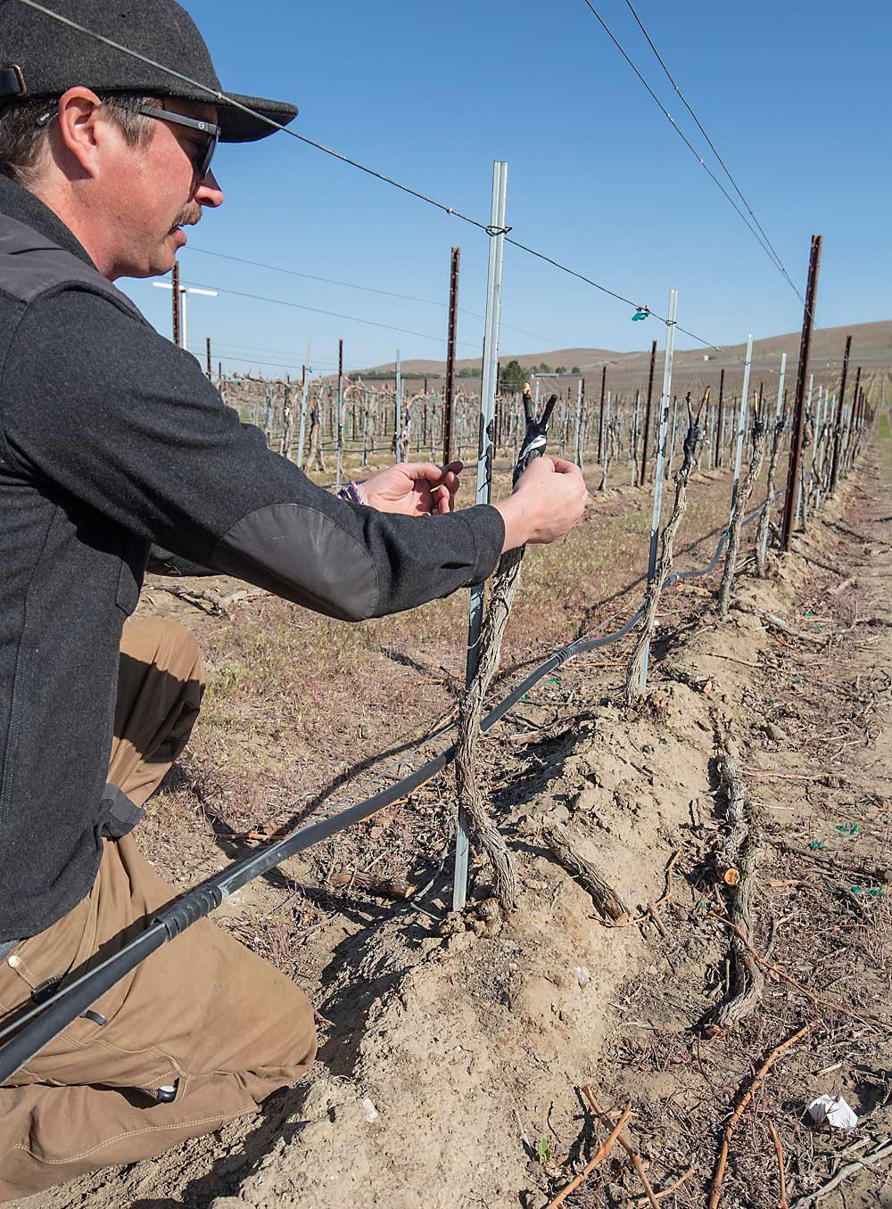 Justin Lyon of Boushey Vineyards checks on the new grafts. Looking at the sealant for air pockets, removing suckers and scoring below the grafts to divert sap flow all help set up the grafted vines for success, Boushey said at the Washington State Grape Society meeting in November. (TJ Mullinax/Good Fruit Grower)