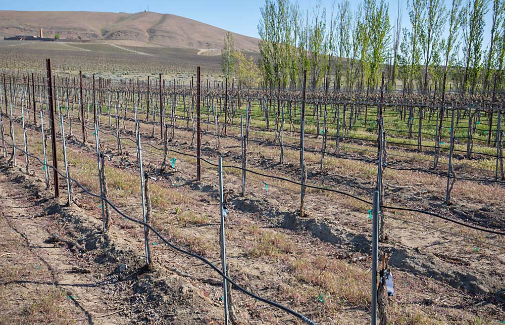 Boushey estimates that for a 5-acre block, grafting to a new variety will cost $20,500, compared to $34,000 to replant, and will produce more quickly. (TJ Mullinax/Good Fruit Grower)