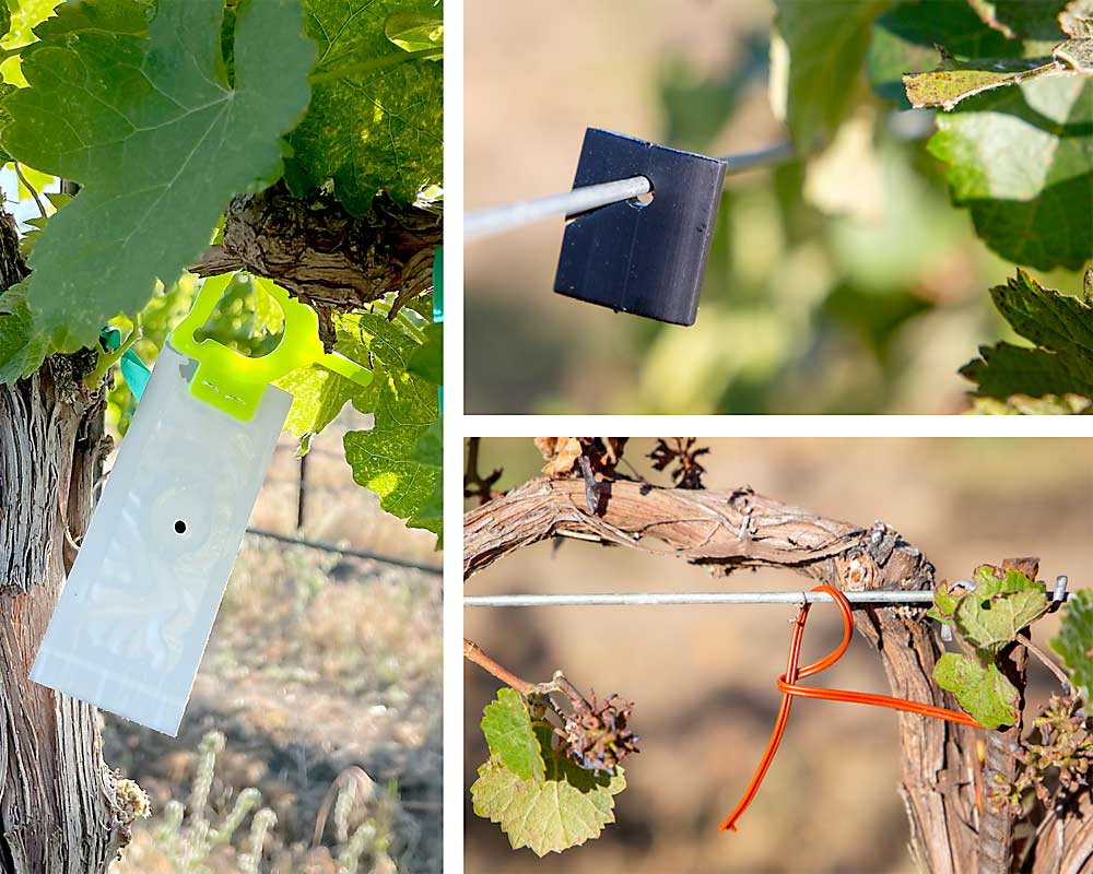 Grape mealybug mating disruption is likely on its way to Washington vineyards, as three companies work to commercialize pheromone emitters to combat the pest that transmits grapevine leafroll disease. The dispensers, clockwise from left, are made by Suterra, Trécé and Pacific Biocontrol. (Photo at left: Courtesy Haydn Lenz/Suterra. Photos at right: Ross Courtney/Good Fruit Grower)