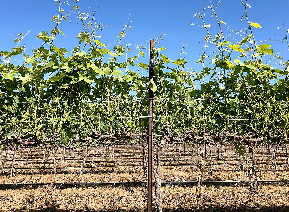Blue sky shines through the canopy of a vineyard treated in 2019 by two forms of mechanical leaf removal, a process vineyard operations manager Nick Mackay says rivals the quality of hand labor. (Courtesy Richard Hoff/Mercer Ranches)