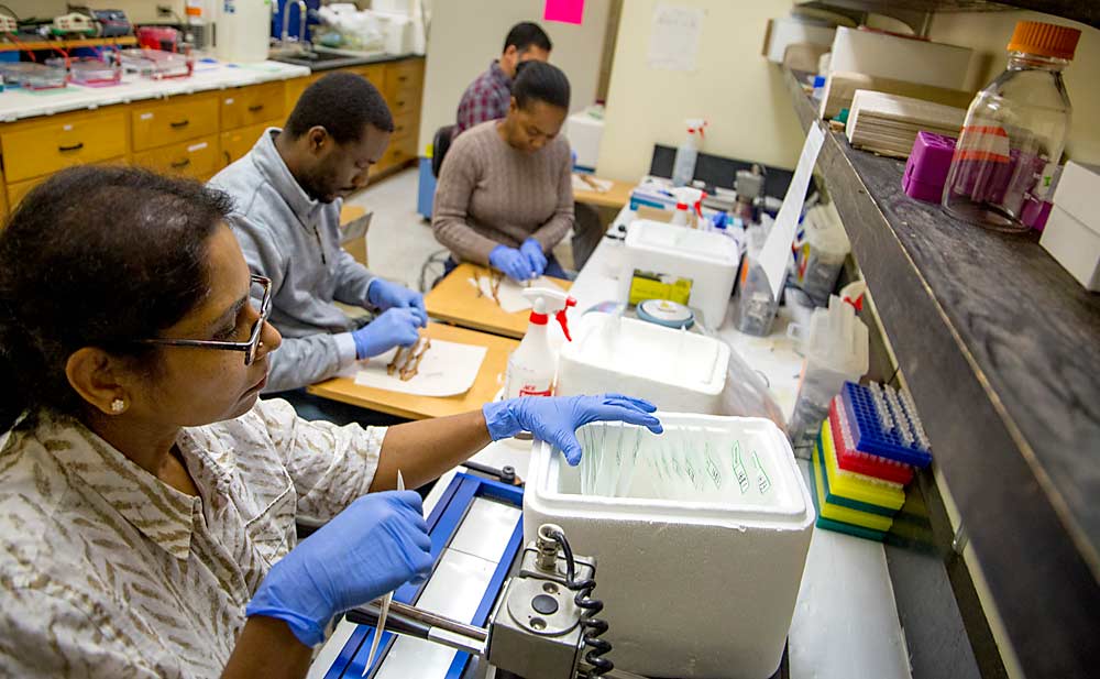 Washington State University staff collect wine grape tissue samples for virus screening in March at Washington State University’s Irrigated Agriculture Research and Extension Center in Prosser. Front to back are Lakshmi Movva, Raphael Adegbola, Noma Chingandu and Chandra Thammina. (Ross Courtney/Good Fruit Grower)