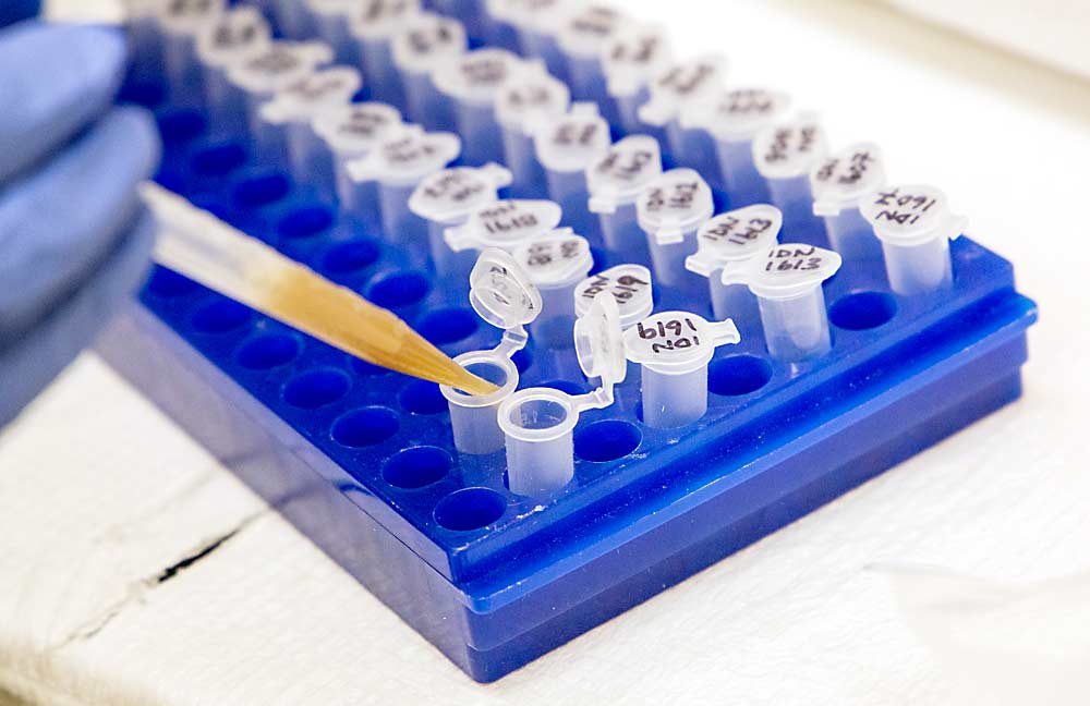 Noma Chingandu, a postdoctoral research associate, pipettes buffered wine grape tissue for DNA screening. (Ross Courtney/Good Fruit Grower)