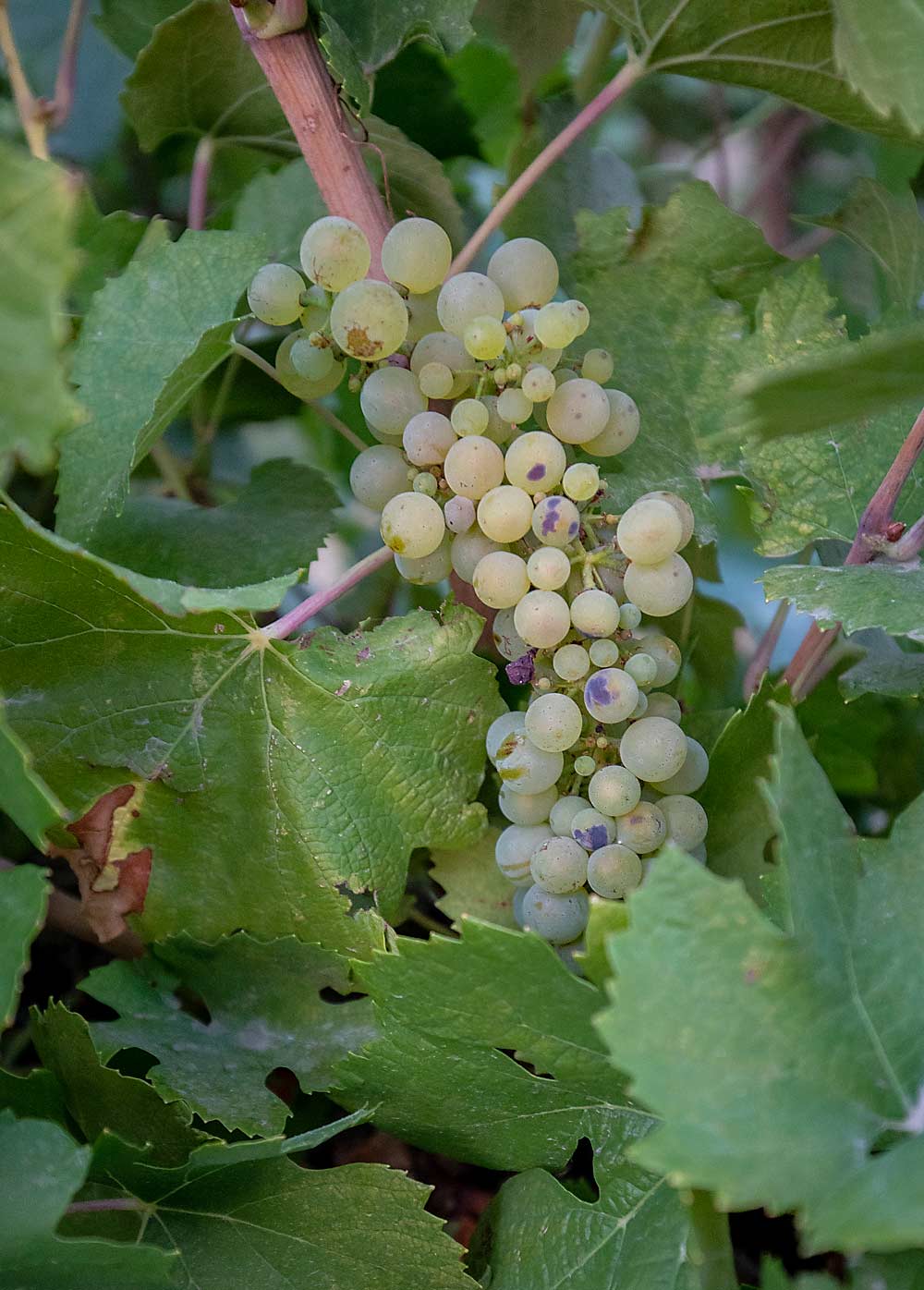 Sunburn damage on Chardonnay grapes in August at a Washington State University research vineyard in Prosser. (TJ Mullinax/Good Fruit Grower)
