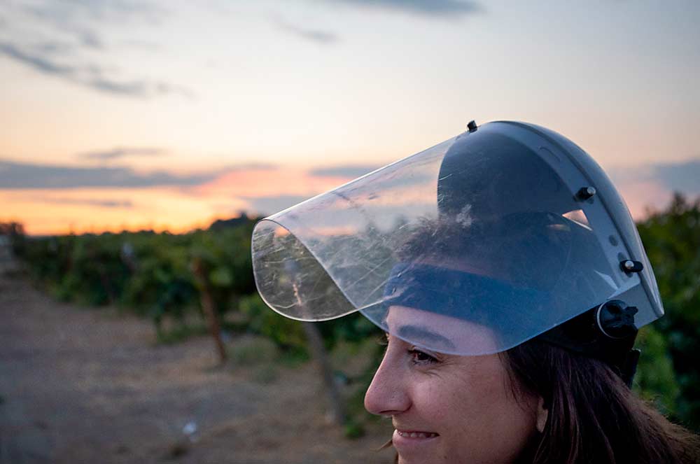 Washington State University graduate student Alexa McDaniel models a safety shield worn to protect eyesight from the UV-C light. Similar to personal protective equipment needed for pesticide application, PPE is needed when applying UV-C light therapy to protect eyes and skin from harmful UV-C rays. (TJ Mullinax/Good Fruit Grower)