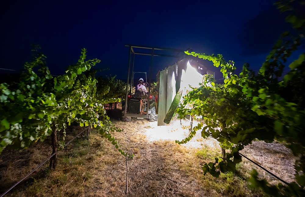 In late August, WSU scientists gave a demonstration of the UV-C light therapy device they built to study powdery mildew suppression. Earlier research done in Eastern U.S. vineyards found that when applied at night, UV-C light is effective in suppressing grape powdery mildew without phytotoxic effects to the grapevine. (TJ Mullinax/Good Fruit Grower)