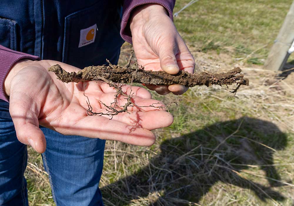 Sadie Drury, general manager of North Slope Management, looks for signs of phylloxera feeding on dead roots as her crew preps the block for replanting with vines on phylloxera-resistant rootstocks. (Kate Prengaman/Good Fruit Grower)