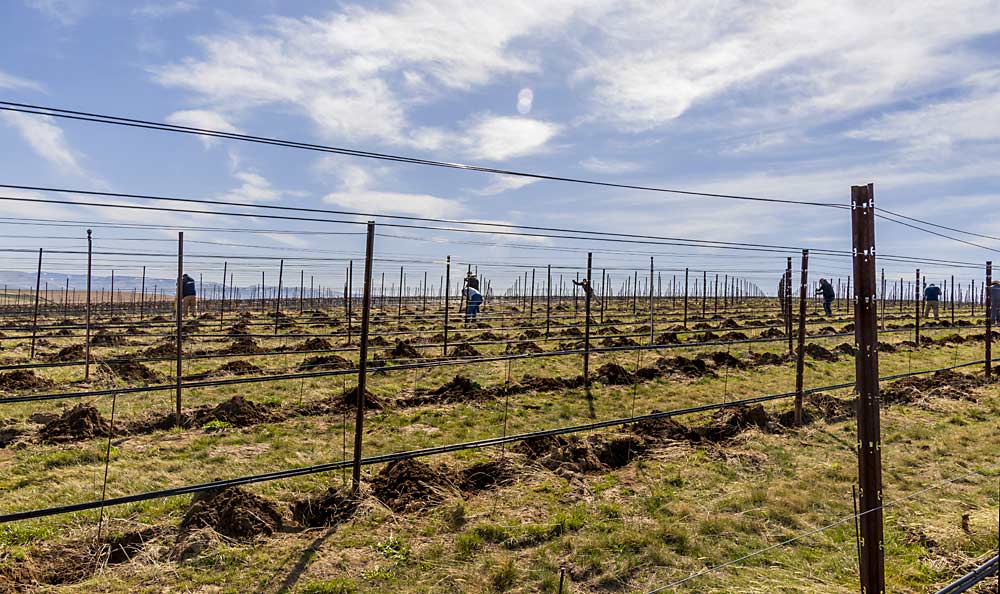Farmworkers dig holes to prepare for replanting a block at Washington’s Ferguson Vineyard in March 2021. The block, which was declining due to phylloxera discovered in 2019, was replanted on rootstock. (Kate Prengaman/Good Fruit Grower)