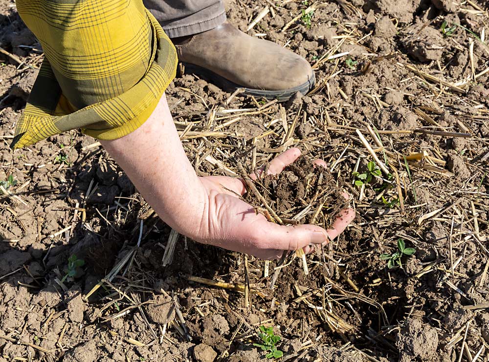 Sorensen shows the biomass remaining in the soil after a cover crop was crimped and incorporated before planting a new vineyard. The mix of peas, triticale, mustard and vetch provides a biological fumigant and increases organic matter and nitrogen to give the replanted vineyard a good start. (Kate Prengaman/Good Fruit Grower)