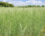 Good grass options for cover crops include cereal rye (shown here), short fescue, Timothy and orchard grass. (Courtesy Stephen Ausmus, USDA Agricultural Research Service)