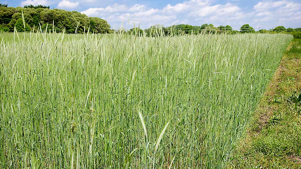 Good grass options for cover crops include cereal rye (shown here), short fescue, Timothy and orchard grass. (Courtesy Stephen Ausmus, USDA Agricultural Research Service)