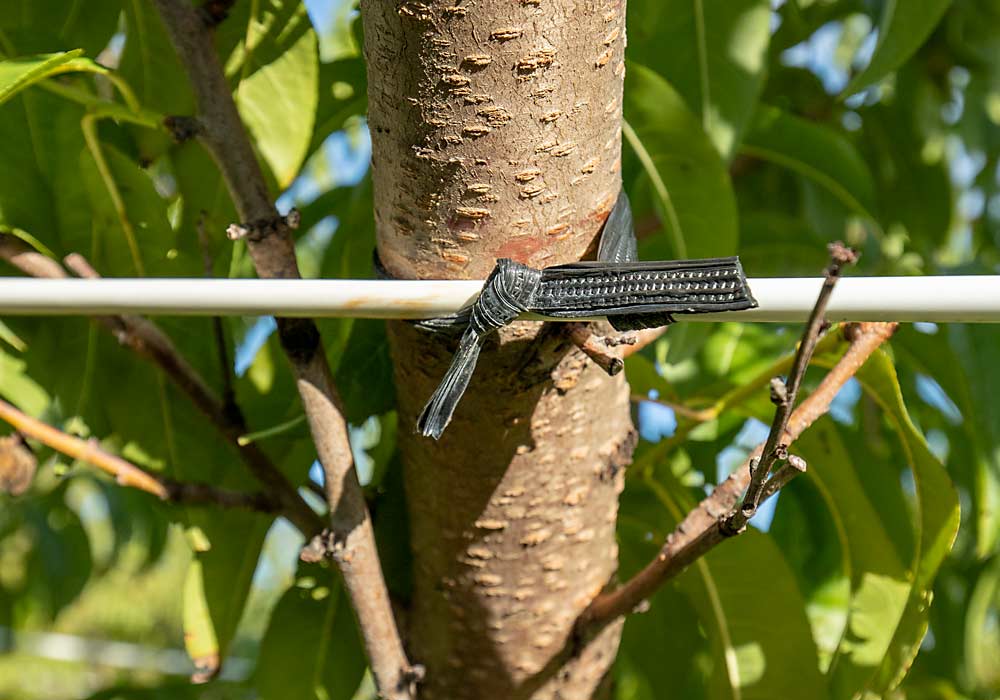 Trellis wires tend to rub against branches and cause wounds that can intensify bacterial canker, one of the reasons peach growers are hesitant to trellis their trees. But plastic-coated wires, like the one seen here at Greendale Orchard, don’t do as much damage. (TJ Mullinax/Good Fruit Grower)