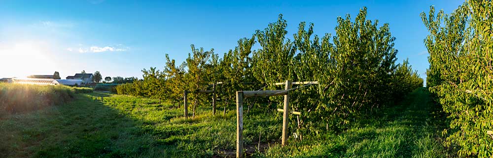 Trellised peach trees at Greendale Orchard in Waynesboro, Pennsylvania, last September. Orchard manager Roy Slothour said growing processing peaches on trellises delivers higher yields a year or two sooner and eases mechanized thinning and pruning. (TJ Mullinax/Good Fruit Grower)
