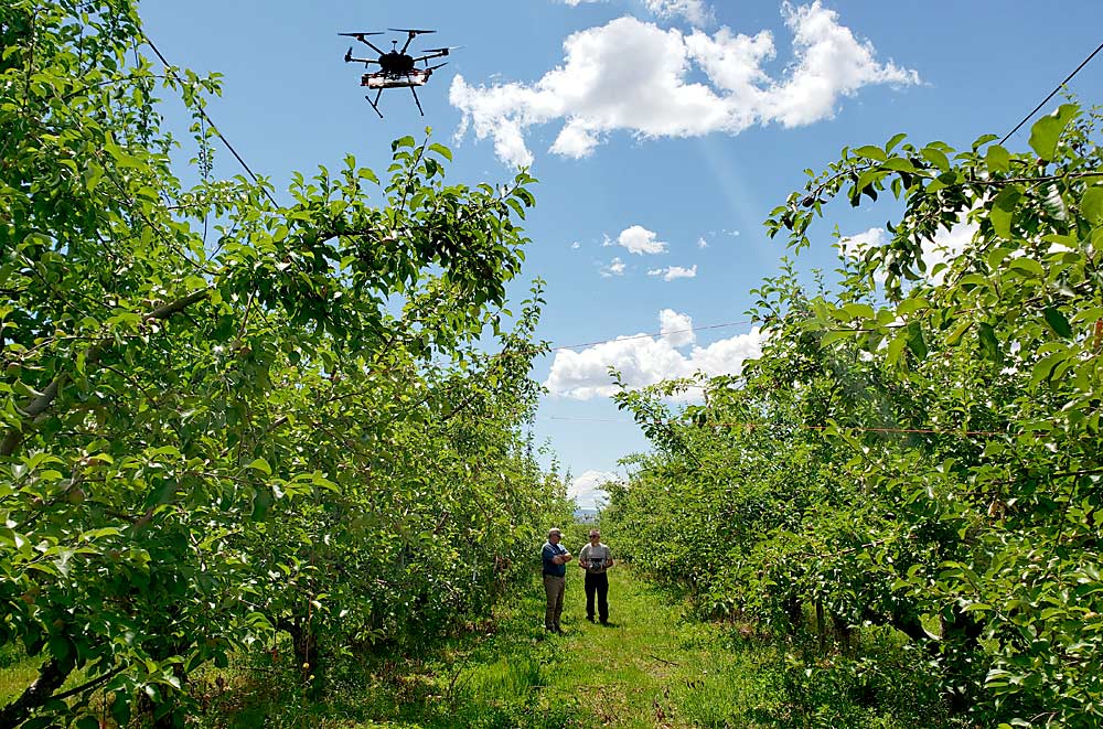 Mike Brown of Gebbers Farms, left, and Chuck Weaver of Parabug observe a Parabug drone Weaver is piloting in June 2020 to deliver mealybug destroyers in an apple orchard, for grape mealybug control.(Courtesy Rebecca Schmidt-Jeffris/USDA-Agricultural Research Service)