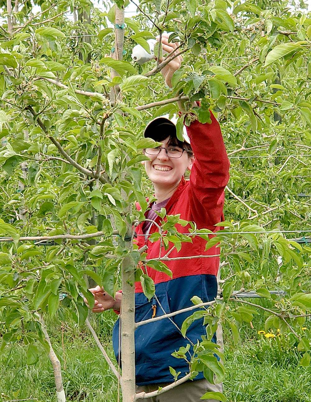 USDA technician Erica Moretti releases lacewings in May 2021 for aphid control in an apple orchard. (Courtesy Rebecca Schmidt-Jeffris/USDA-Agricultural Research Service)