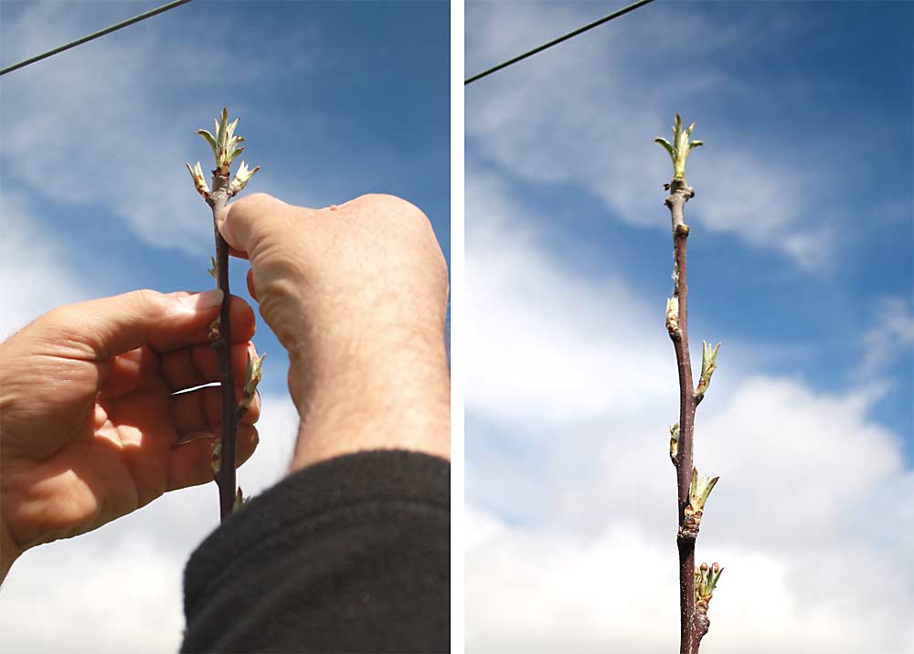 Rub out the young emerging shoots immediately below the apex, to reduce the production of auxin. When the growing apex is restricted in activity, its auxin export declines and a strong increase from cytokinins from the roots follows, which is beneficial to the growth of lateral buds. (Courtesy Bas van den Ende)