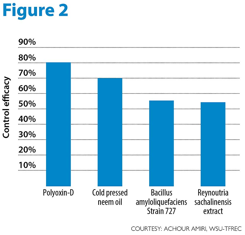 Efficacy of polyoxin-D (OSO), cold pressed oil (Rango), Baccillus amyloquefaciens (strain 727, Stargus) and extract of Reynoutria sachalinensis (Regalia) applied at 6.5 fluid ounces, 1.2 percent v/v, 48 fluid ounces, and 48 fluid ounces/ac, respectively, in controlling apple mildew of Granny Smith and Jonagold. (Courtesy: Achour Amiri, WSU-TFREC)