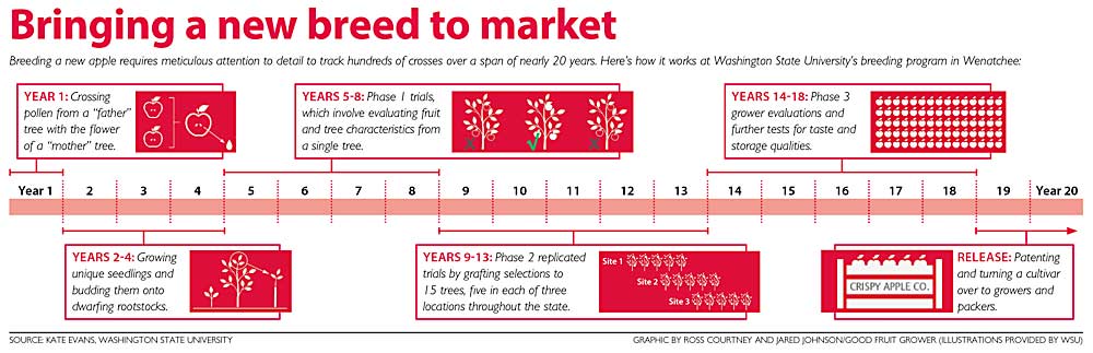 Breeding a new apple requires meticulous attention to detail to track hundreds of crosses over a span of nearly 20 years. This graphic shows how it works at Washington State University’s breeding program in Wenatchee. (Source: Kate Evans, Washington State University; Graphic by Ross Courtney and Jared Johnson/Good Fruit Grower with illustrations provided by WSU)