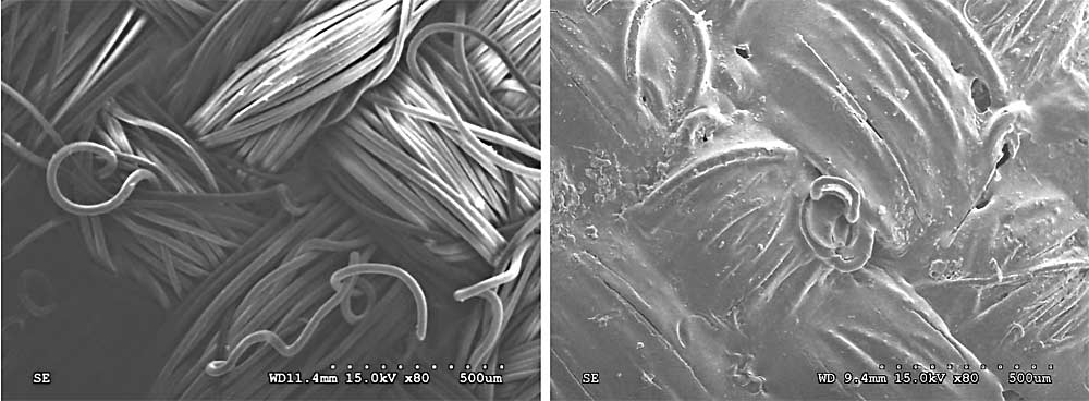 The complex surface of Cordura nylon — the durable fabric commonly used in picking bags — is highly textured when seen under a scanning electron microscope, at left. Shown at right, the same surface is now covered by a bacterial biofilm that is very difficult to sanitize. (Courtesy Valentina Trinetta/Kansas State University)