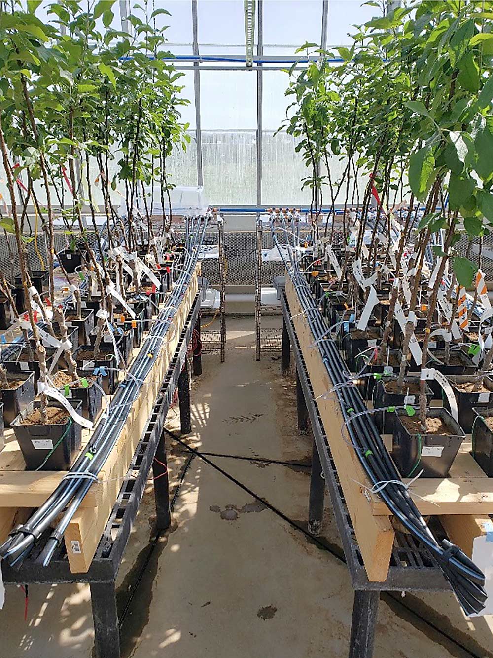 These container-grown apple trees are part of a trial of the drought-stress screening system being developed at the USDA’s Appalachian Fruit Research Station. (Courtesy Andrew Bierer/USDA)