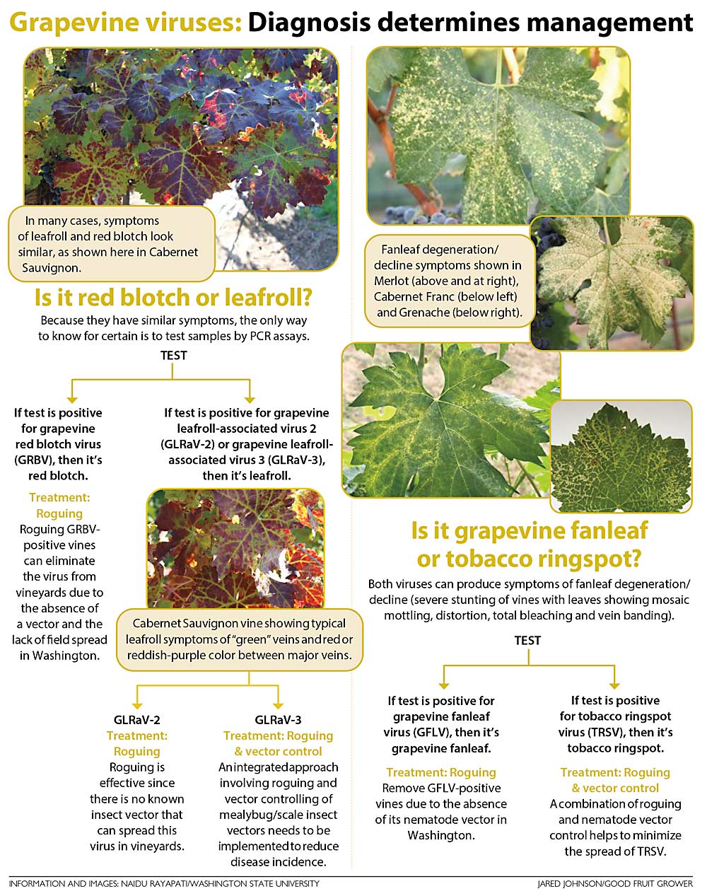 Diagnosis determines management of grapevine viruses. (Information and Images: Naidu Rayapati/Washington STate University; Jared Johnson/Good Fruit Grower)