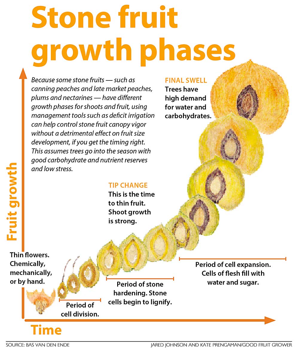 Stone fruit growth phases. (Source: Bas van den Ende; Graphic: Jared Johnson and Kate Prengaman/Good Fruit Grower)