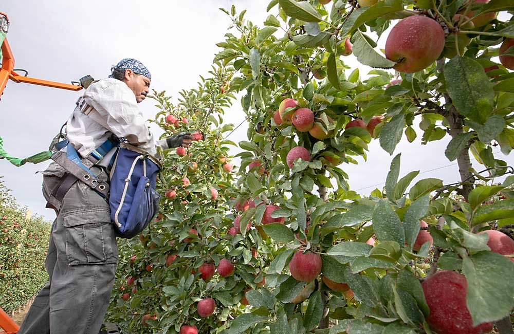 Alberto Zuñiga, an H-2A foreign guest worker from Mexico, harvests apples in October near Ephrata, Washington. Lawmakers and federal regulators have proposed changes to the H-2A program, while several Washington fruit companies have sued the U.S. Department of Labor to challenge midseason wage increases for workers contracted through the visa program. (TJ Mullinax/Good Fruit Grower)