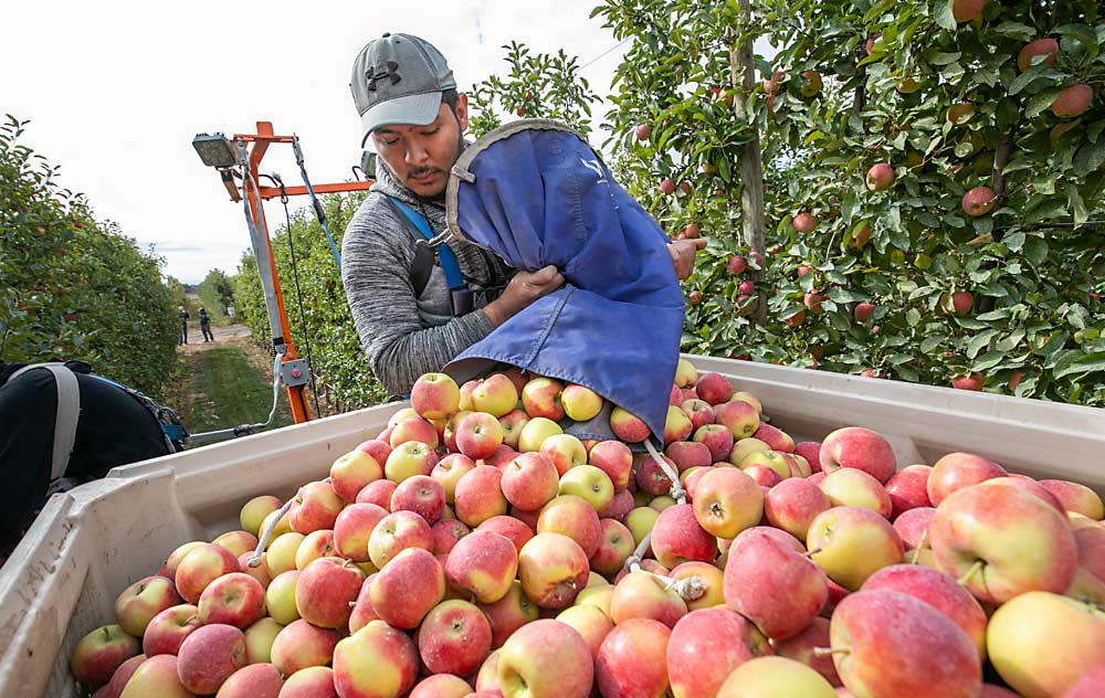 H-2A guest worker Carlos Carrizales delicately deposits Kanzi apples into a bin in 2019 near Ephrata, Washington. The U.S. Department of Labor recently enacted H-2A regulatory changes that did not address growers’ concerns about escalating costs. (TJ Mullinax/Good Fruit Grower)