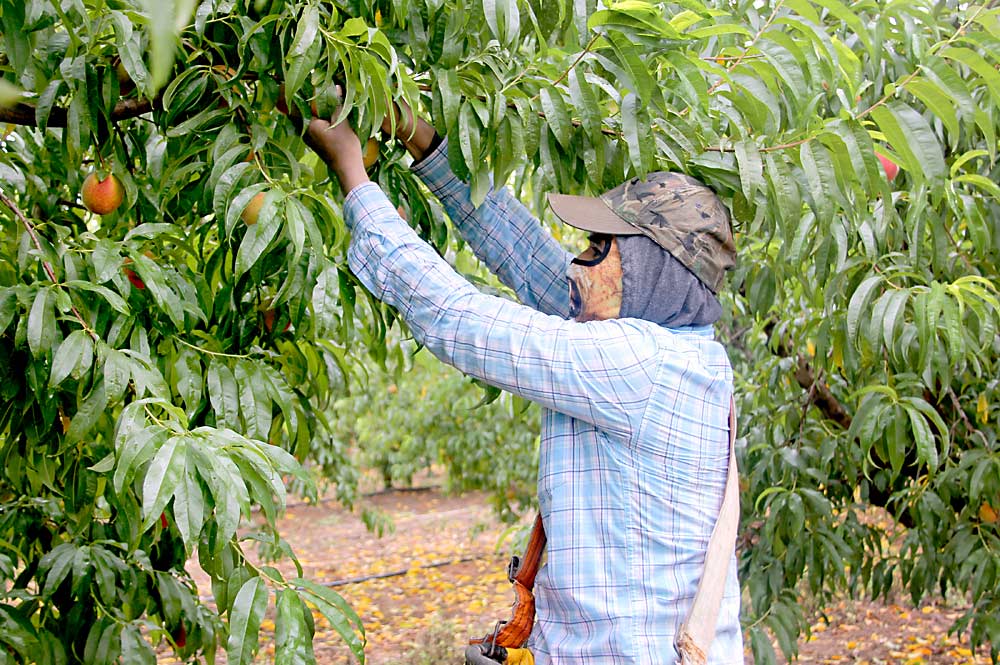 An H-2A worker originally contracted to a Colorado orchard picks peaches in late May at Titan Farms in South Carolina after a freeze and the coronavirus pandemic prompted the companies to transfer workers. (Courtesy Hillary Barrow/Titan Farms)