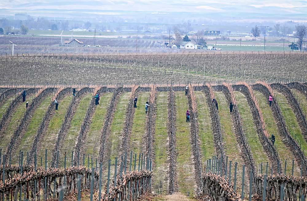 A pruning crew works in March at SeVein Vineyards in Washington’s Walla Walla AVA. Grower Sadie Drury says keeping her crew of skilled workers busy all season long is a priority. (Courtesy Sadie Drury/North Slope Management)