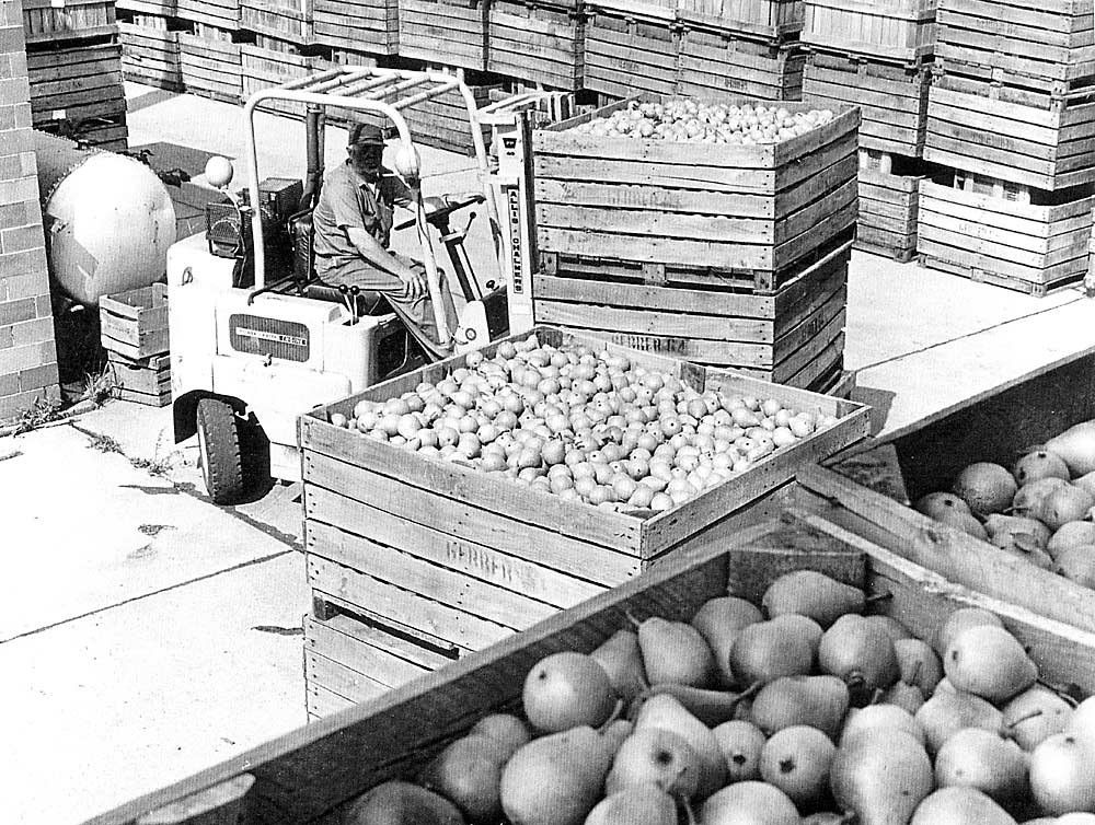 A Gerber employee moves pear crates at the company’s plant in Fremont, Michigan, in the 1960s. The baby food company has been buying Michigan pears for decades and is funding research to modernize the industry, in the hopes of buying Michigan pears for decades to come. (Courtesy Gerber/Nestle)