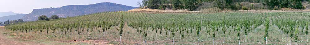 Despite the drought challenges, Harry & David continues to invest in new plantings, including this one on the north side of the Rogue River Valley where irrigation deliveries fared better during the drought. (TJ Mullinax/Good Fruit Grower)