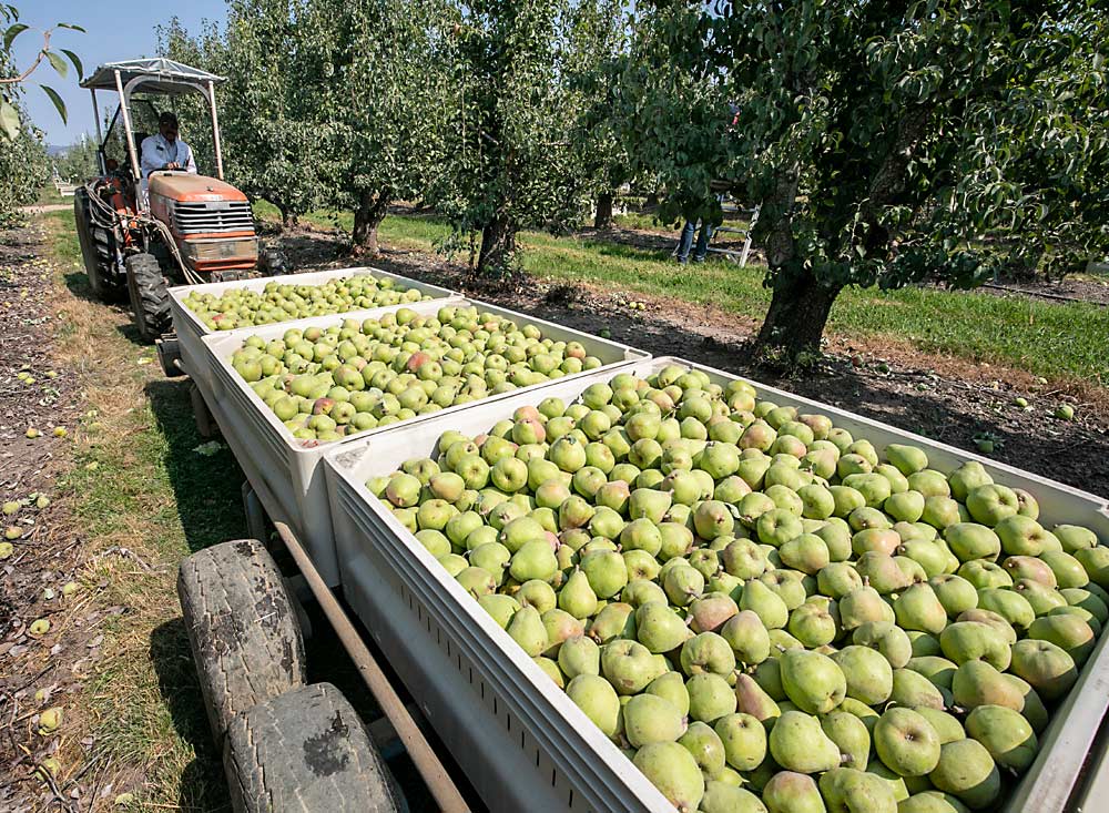 Freshly picked Comice at a Harry & David orchard north of Medford, located in the Rogue River Irrigation District, where the trees received enough water to ripen a full crop. (TJ Mullinax/Good Fruit Grower)
