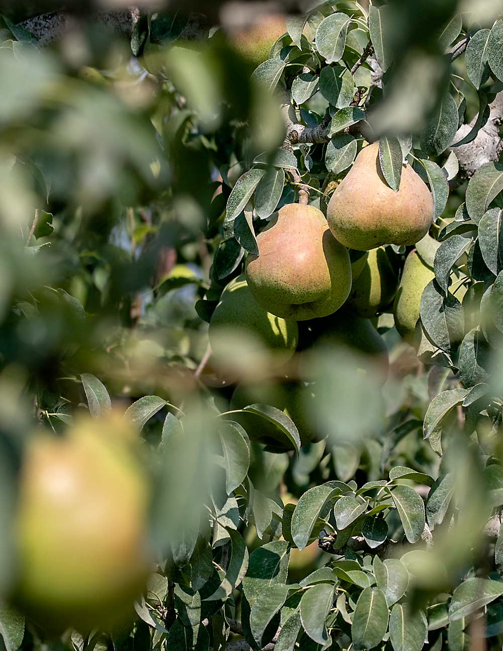 Comice pears await harvest in early September in a Medford, Oregon-area orchard owned by Harry & David. Matt Borman, vice president of orchard operations, credits the company’s precision approach to irrigation for the fruit size that was accomplished in a season with just 35 days of water. (TJ Mullinax/Good Fruit Grower)