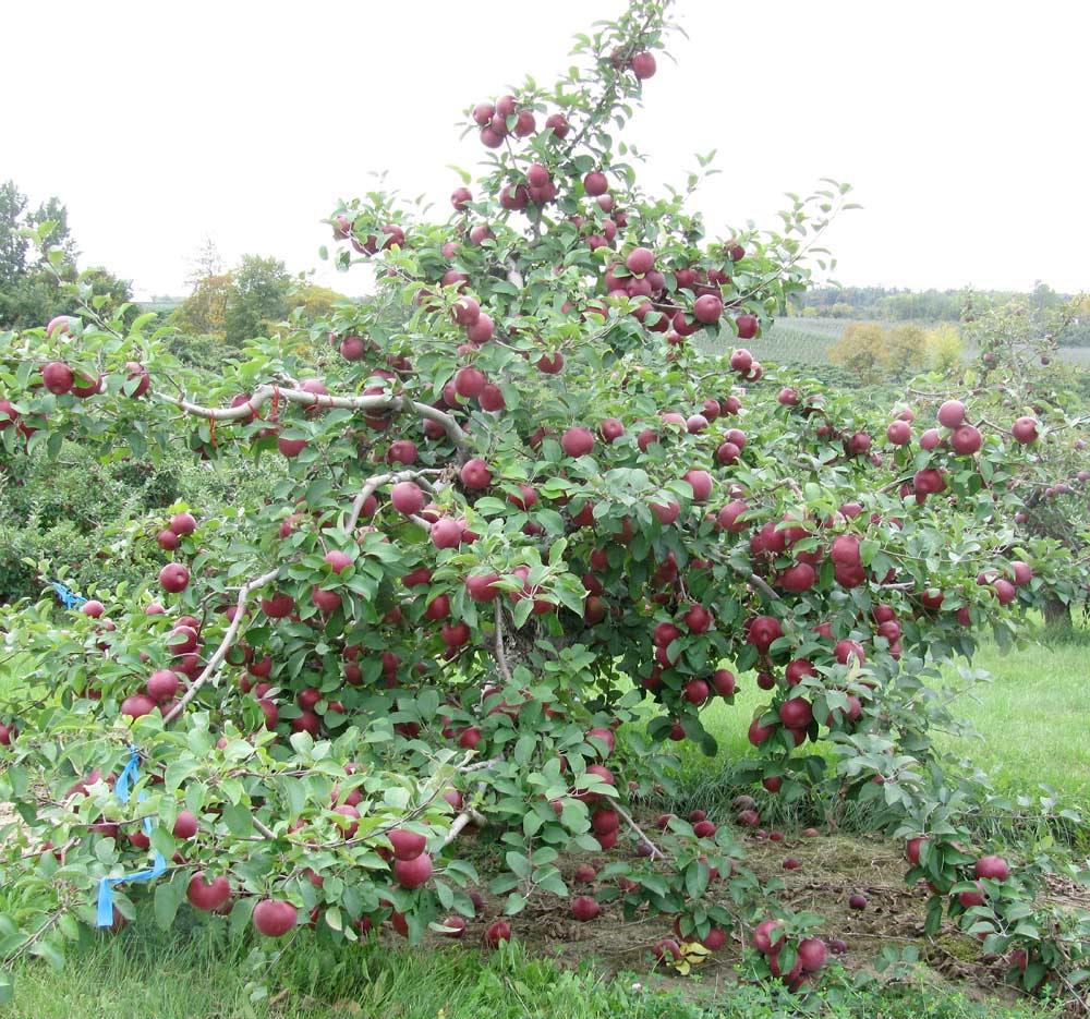The value of Harvista in preventing drop in McIntosh apples is illustrated in these October, 2013 photos from an field trial by the Ontario Ministry of Agriculture, Food and Rural Affairs. This tree was treated with Harvista three weeks before the photo was taken and the untreated tree, below, was not. (Courtesy Jennifer DeEll)