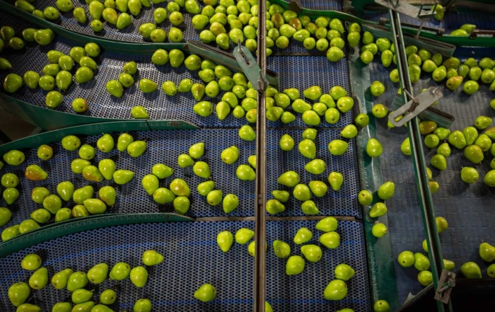 D’Anjou pears from the 2015 harvest being packed in Peshastin, Washington. (TJ Mullinax/Good Fruit Grower)