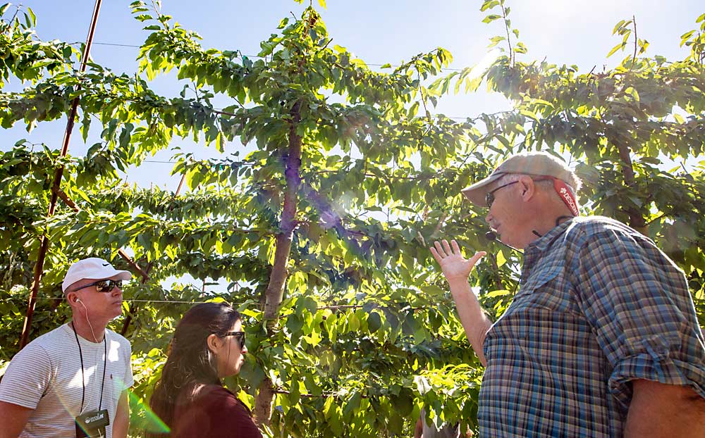 Grower Denny Hayden, right, talks about managing blind wood in a Coral Champagne cherry block. He uses dormant heading cuts on each lateral to drive vigor and tries to ensure enough light penetrates the dense canopy. (TJ Mullinax/Good Fruit Grower)