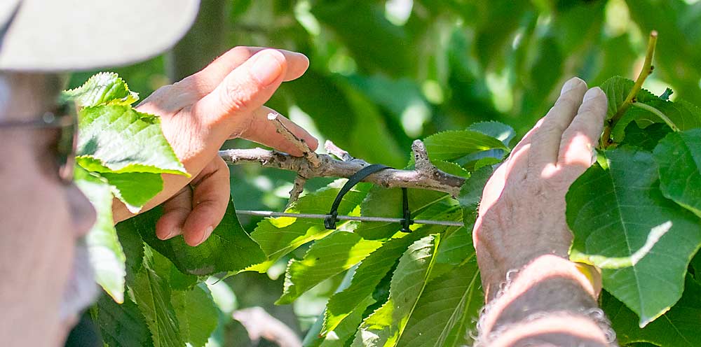 Pairing precocious cherry variety Coral Champagne on Mazzard roots helps Pasco-area grower Denny Hayden manage his crop load. He uses a formal training system with the laterals flattened down to the wire to reduce vigor and encourage fruitfulness. The two-leader trees are planted into a V-trellis system with 8 feet between trees and 13 feet between rows. (TJ Mullinax/Good Fruit Grower)