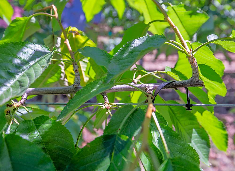 Some of grower Denny Hayden’s sweet cherry V-trellis systems, like this two-leader Coral Champagne block in Pasco, Washington, use formal training techniques such as systematic renewal cuts and flattening laterals onto wires to reduce vigor and encourage fruiting wood. All of Hayden’s new cherry plantings are on V-trellis. (TJ Mullinax/Good Fruit Grower)